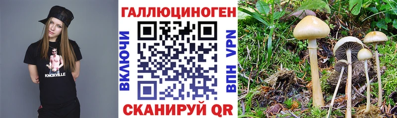 где продают   Славгород  Галлюциногенные грибы Cubensis 